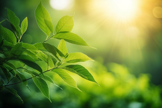 hojas verdes de una planta con el sol detrás de ellas