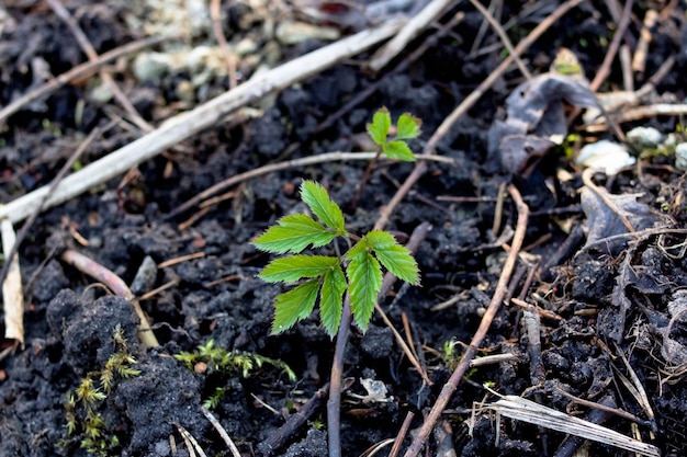 Hojas verdes de una planta en tierra negra