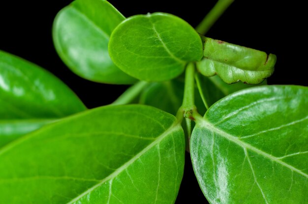 Hojas verdes en una planta