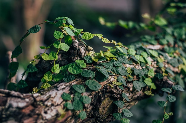 Hojas verdes de la planta