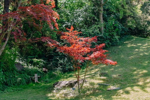 hojas verdes de plantas caseras en terrario