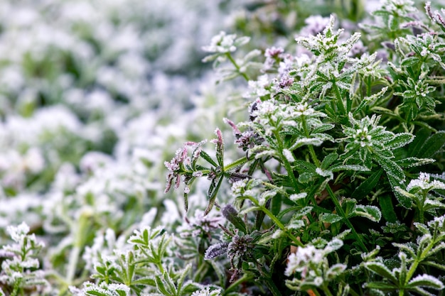 Hojas verdes de plantas cubiertas de escarcha espesa sobre un fondo borroso