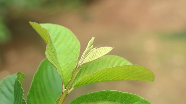 Hojas verdes de plantas de guayaba jóvenes en el jardín Las hojas de guayaba son ingredientes herbales tradicionales