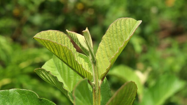 Hojas verdes de plantas de guayaba jóvenes en el jardín Las hojas de guayaba son ingredientes herbales tradicionales