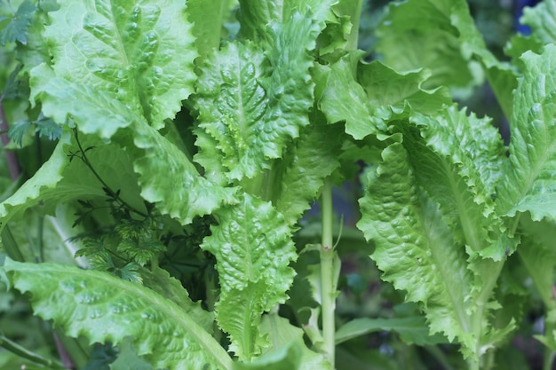 Hojas verdes de plantas de lechuga verdes que crecen en un fondo de invernadero