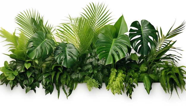 Hojas verdes de plantas tropicales bush monstera aislado fondo blanco