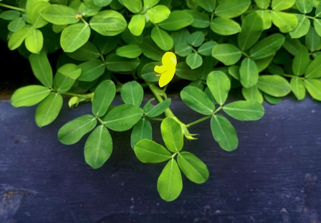 hojas verdes de plantas