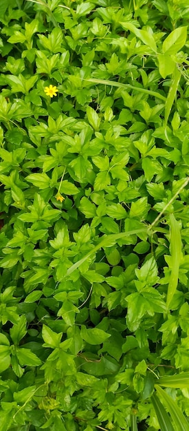 Hojas verdes de las plantas