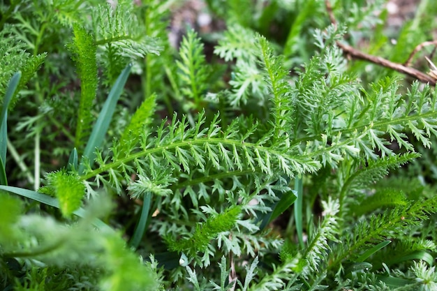 Hojas verdes plumosas de achillea millefolium o planta de milenrama