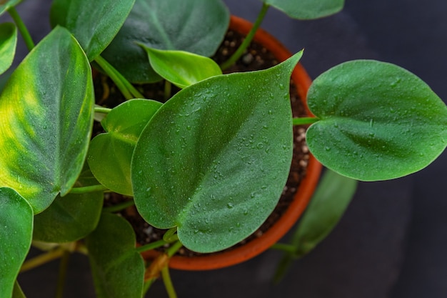 Hojas verdes en primer plano de gotas de agua. Filodendro de plantas de interior sobre fondo negro.