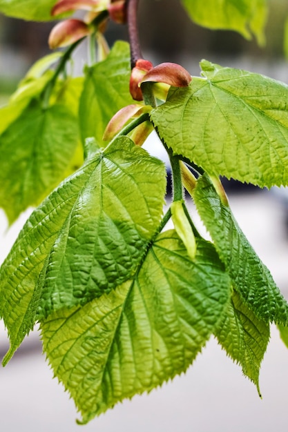 Hojas verdes en un primer plano de rama de árbol