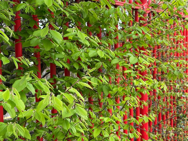 Hojas verdes que crecen a través de una valla metálica roja