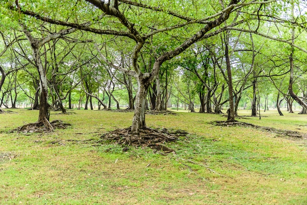 Hojas verdes de raíz de árbol de Banyan y textura de corteza