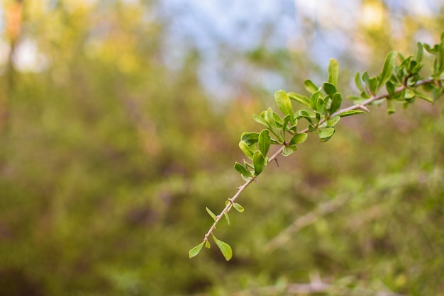 Hojas verdes y rama de un árbol aislados en un fondo de bosque