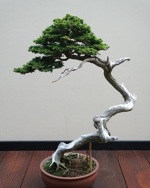 Las hojas verdes y la rama gris del bonsai del ciprés falso Hinoki