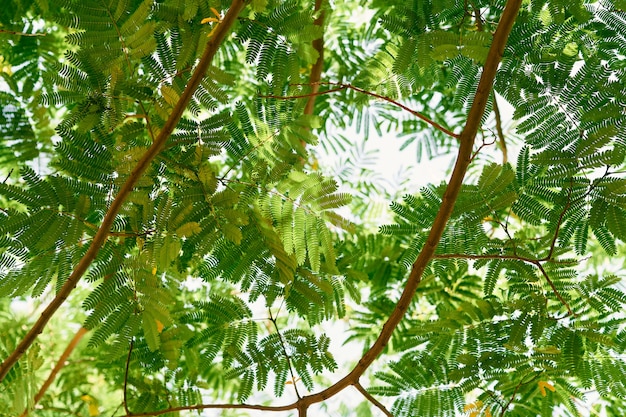 Hojas verdes en las ramas de Albicia closeup