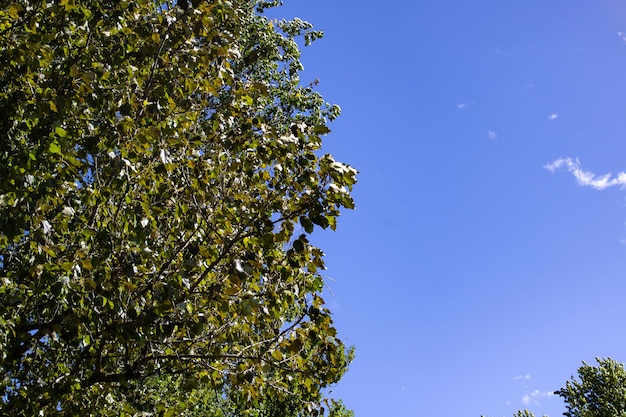 Hojas verdes en las ramas de los árboles contra el cielo azul