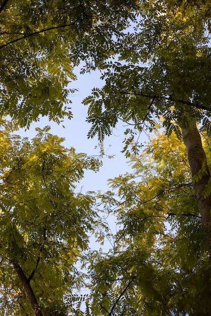 Foto hojas verdes y ramas de los árboles