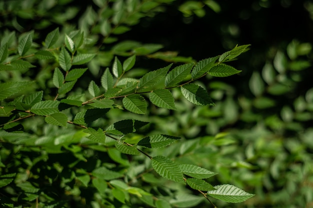 Hojas verdes en las ramas para usar como textura.