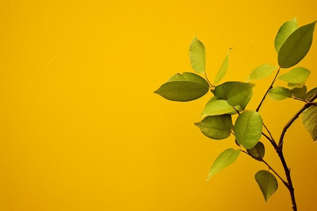 Hojas verdes en una ramita contra un fondo amarillo