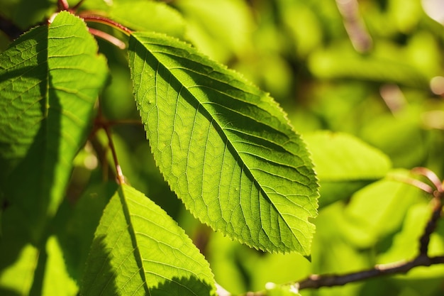 Hojas verdes con rayo de sol