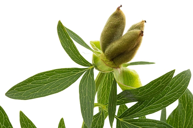 Hojas verdes y semillas de flor de peonía aislado sobre fondo blanco.