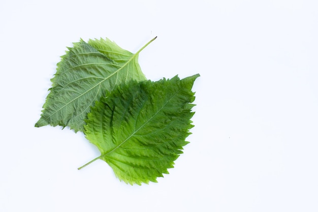 Hojas verdes de Shiso u oba sobre fondo blanco.