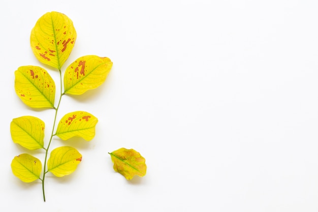 Hojas verdes sobre blanco