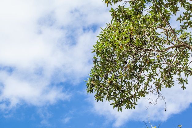 Hojas verdes sobre fondo blanco y azul cielo-nube