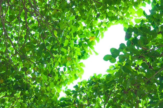 Hojas verdes sobre fondo blanco