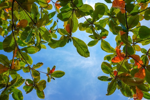 Hojas verdes sobre fondo de cielo azul, fondo natural de la temporada de primavera. Foto en primer plano con enfoque selectivo