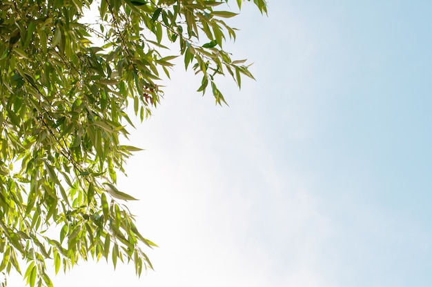 Hojas verdes sobre un fondo de cielo azul