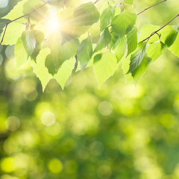 Hojas verdes sobre fondo de naturaleza desenfocada y luz solar