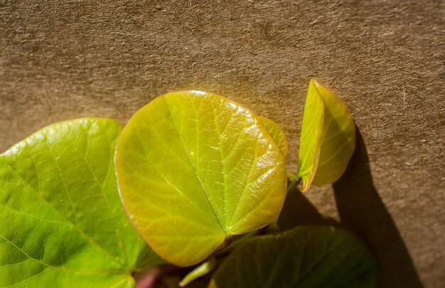 Hojas verdes sobre un fondo de naturaleza