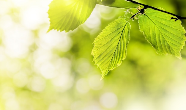 Hojas verdes sobre fondo soleado verdor borrosa. Paisaje de plantas verdes naturales, concepto de papel tapiz fresco.