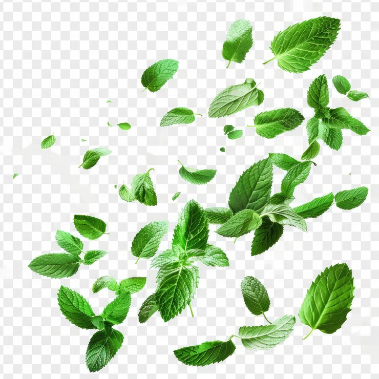hojas verdes sobre un fondo transparente