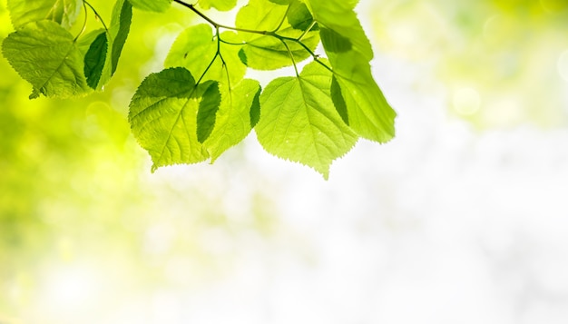 Hojas verdes sobre fondo verde borroso con bokeh. Paisaje de plantas verdes naturales, concepto fresco de papel tapiz soleado.