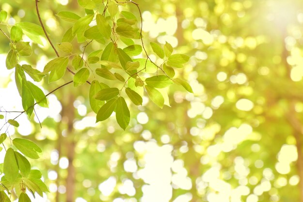 Hojas verdes sobre un fondo verde borroso Plantas conceptuales Ecología del paisaje