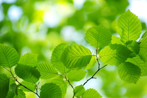 Hojas verdes sobre fondo verde