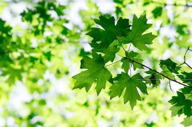 Hojas verdes sobre fondo verde