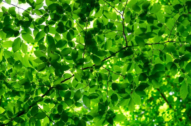 Hojas verdes sobre fondo verde