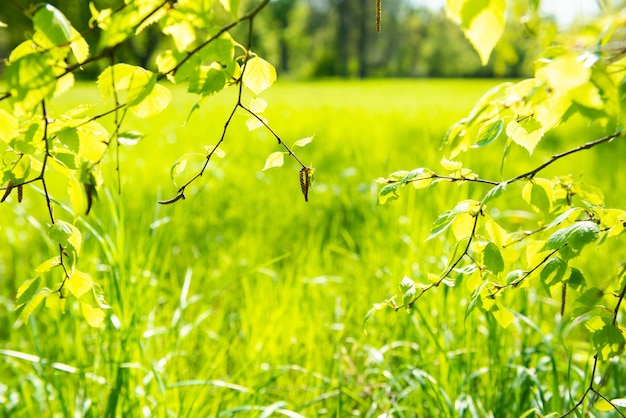 Hojas verdes sobre hierba verde suave