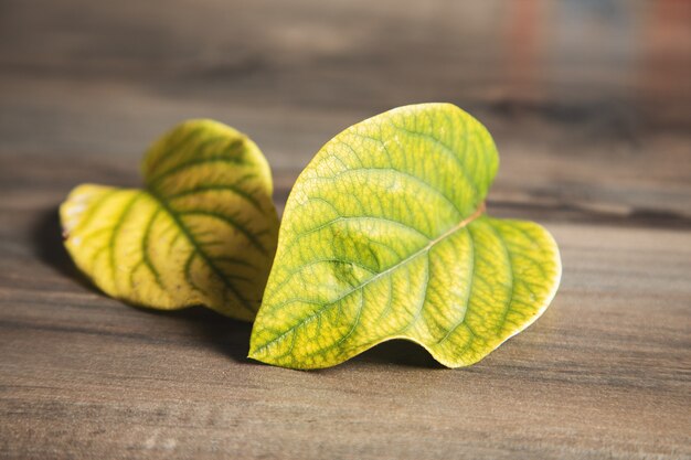 Hojas verdes sobre una mesa de madera