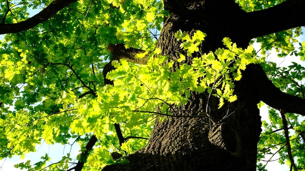 Hojas verdes y sol en primavera temblando por el viento