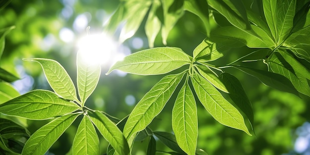 hojas verdes bajo el sol