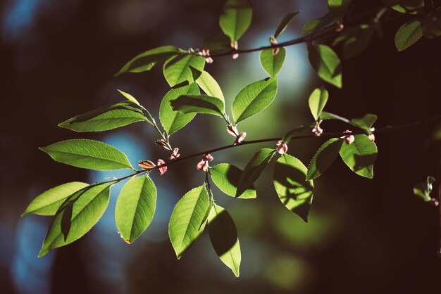 Hojas verdes soleadas de primavera y verano en el fondo estacional natural ecológico del bosque