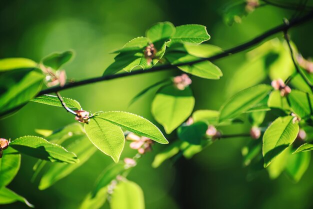 Hojas verdes soleadas de primavera y verano en el fondo estacional natural ecológico del bosque