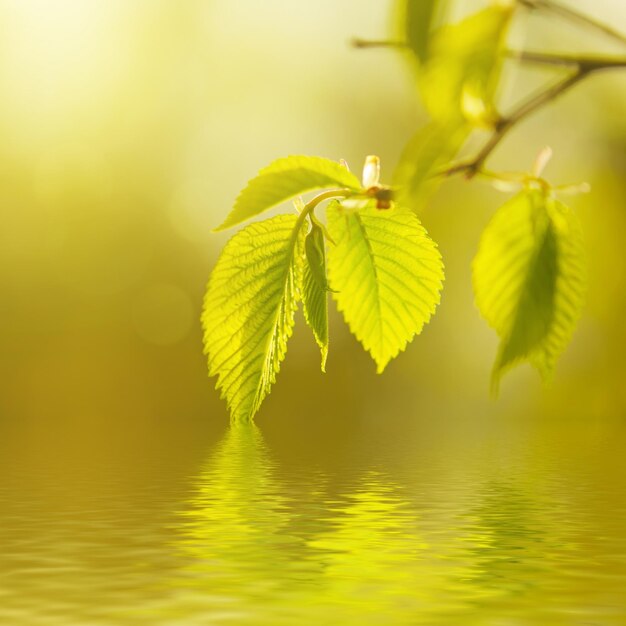 Hojas verdes soleadas