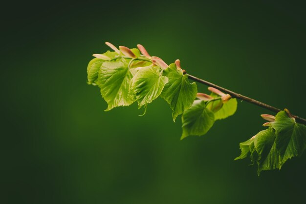 Hojas verdes soleadas