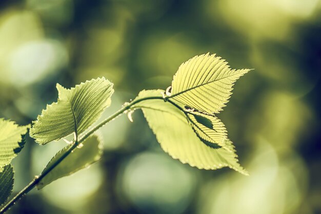 Hojas verdes soleadas